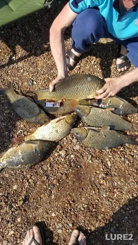 Carp — Kuganak, Jun 12, 2019