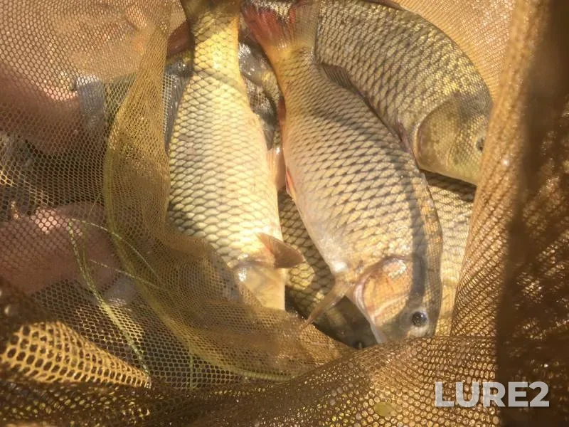 Carp — Kuganak, Jul 14, 2020