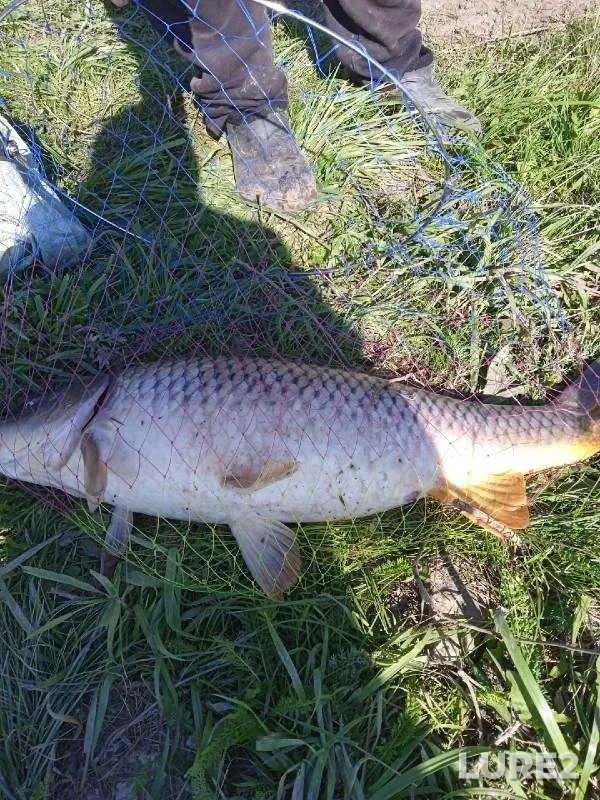 Carp — Tyater, Sep 01, 2024