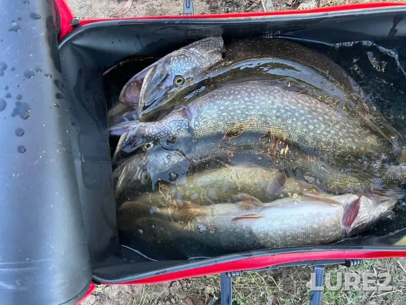 Pike — Belaya, Sep 25, 2024