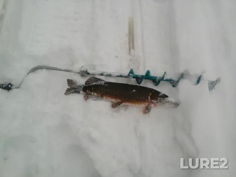 Pike — Leningradskaya oblast, Boksitogorskiy rayon, Feb 23, 2018