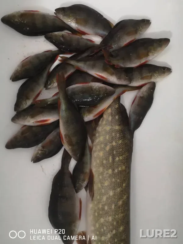 Perch, Pike — Tyuryushlya, Nov 24, 2024