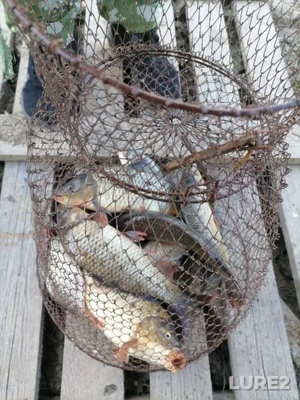 Carp — Stavropolskiy kray, Aug 15, 2022