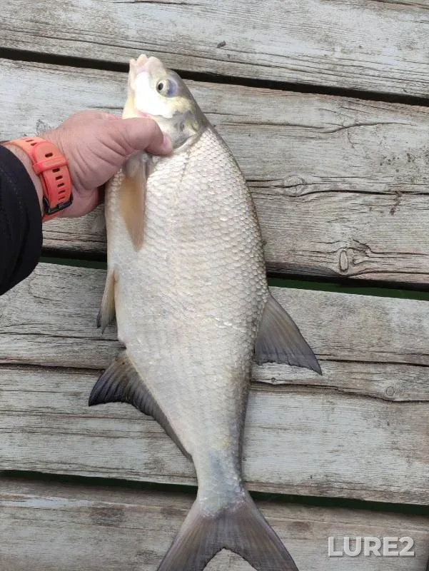 Bream — Krasnoye, May 15, 2022