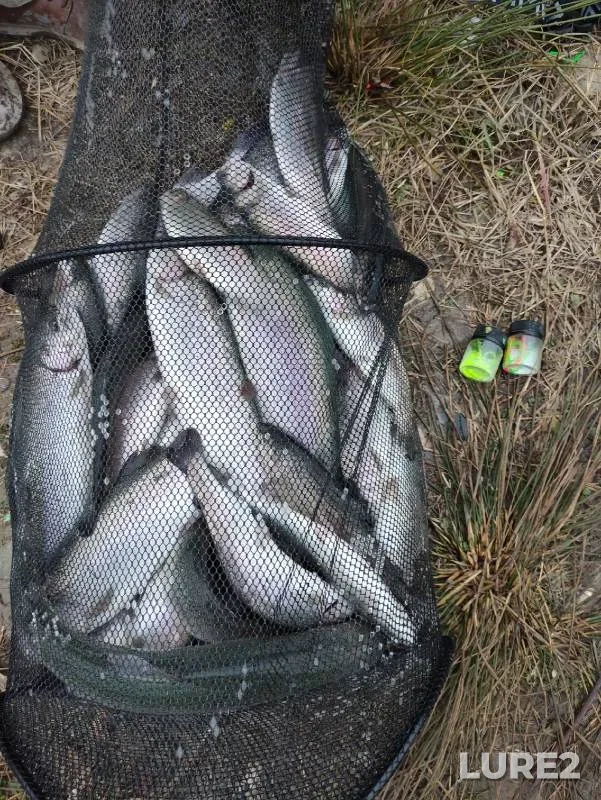 Rainbow trout — Tschegem, Nov 30, 2022