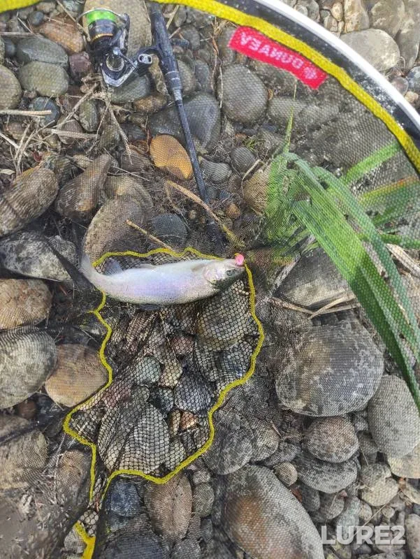 Rainbow trout — Stavropolskiy kray, Oct 11, 2023