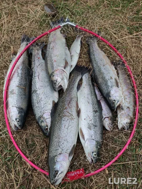 Rainbow trout — Stavropolskiy kray, Oct 26, 2023