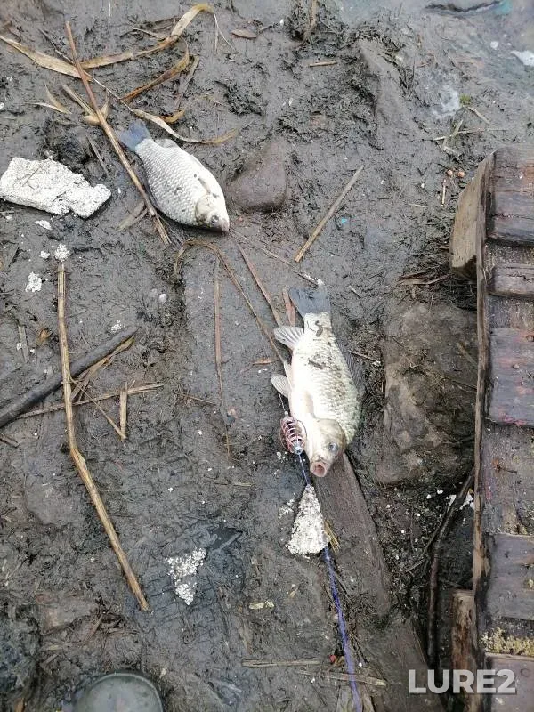 Crucian carp — Novotroitskoye, Mar 08, 2024