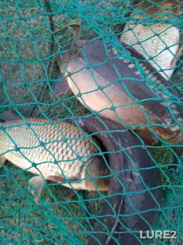 Carp — Stavropolskiy kray, Oct 09, 2023