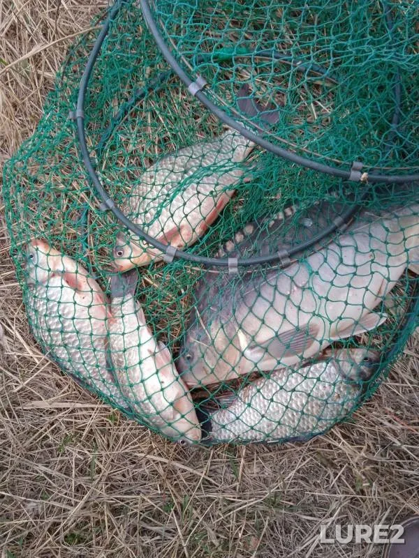 Carp — Medvedka, Oct 17, 2023