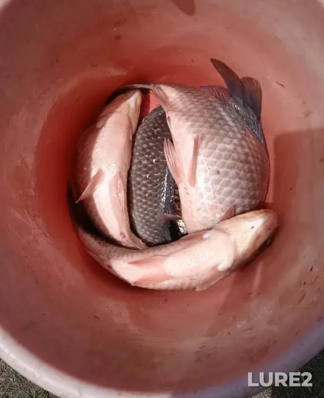 Crucian carp — Medvedka, Apr 01, 2024