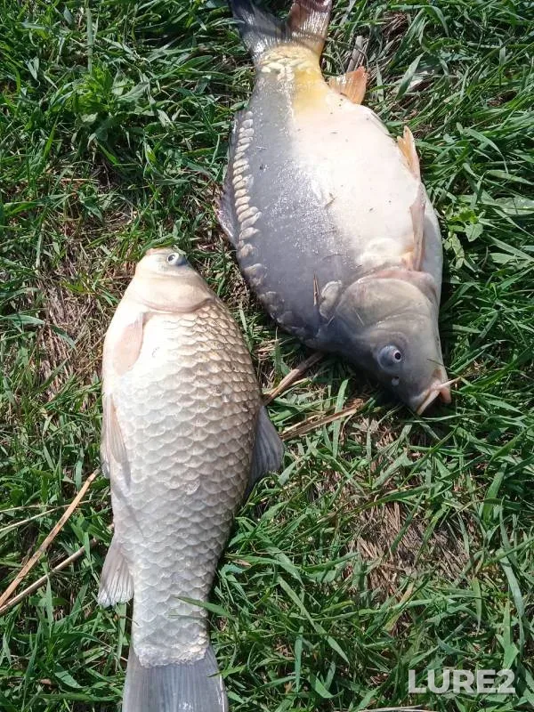 Carp, Crucian carp — Medvedka, Apr 11, 2024