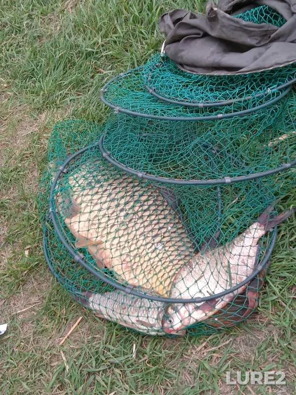 Carp, Crucian carp — Medvedka, Apr 30, 2024