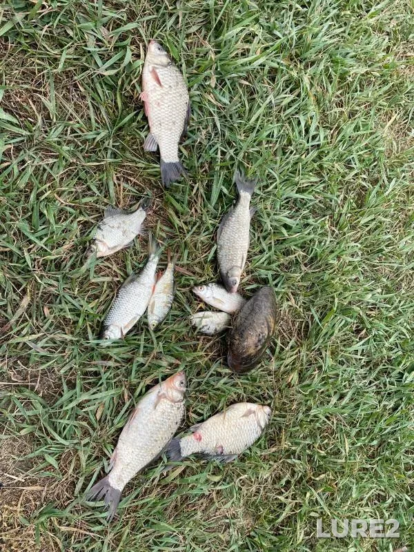 Crucian carp, Roach — Chernikov, May 12, 2024