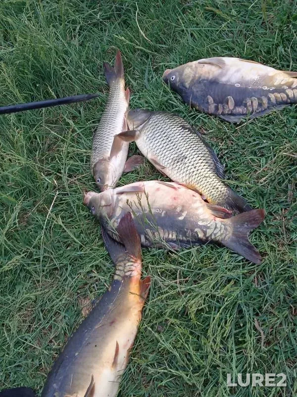 Carp — Kizilovka, Jun 08, 2024