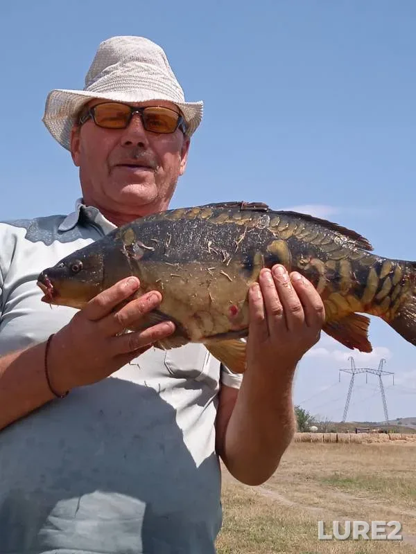Carp — Beshpagirka, Jul 31, 2024