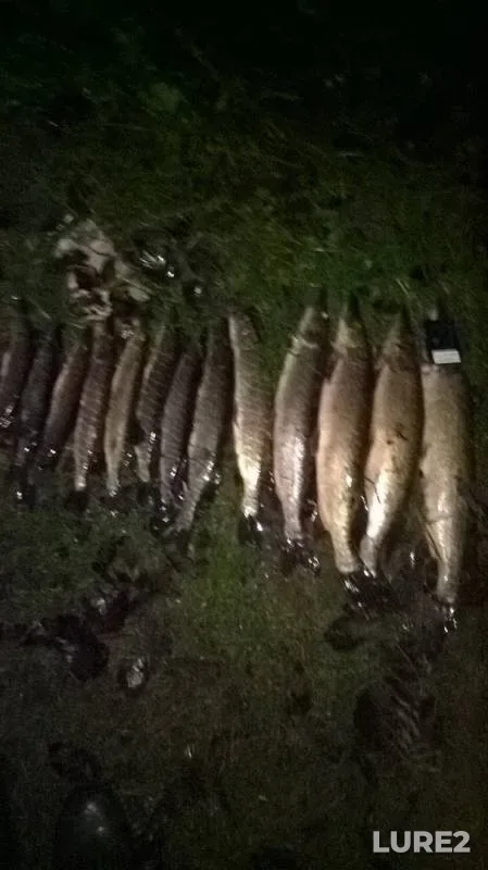 Pike — Tikhvinka, Nov 13, 2017