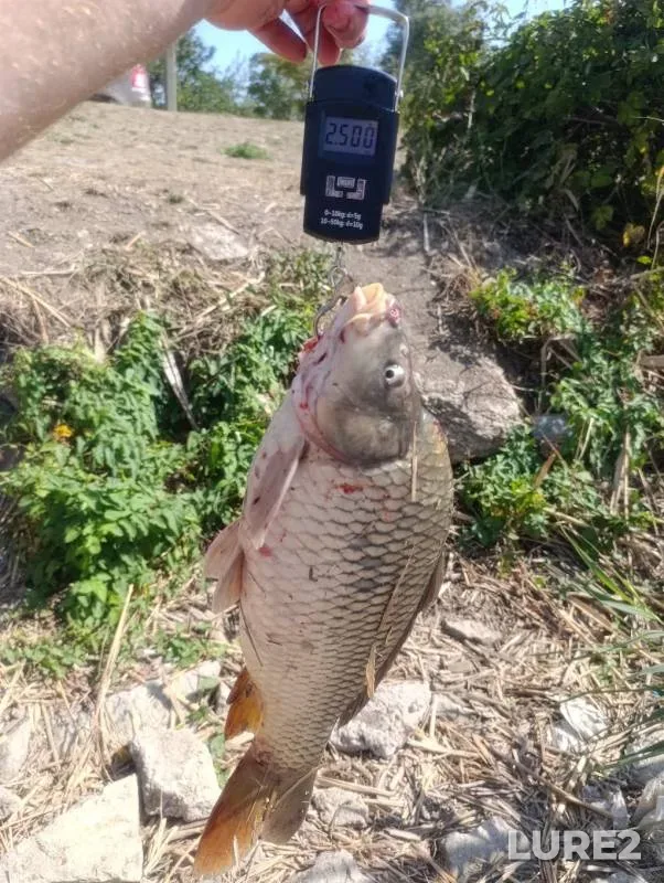 Carp — Malaya Tashla, Sep 02, 2024