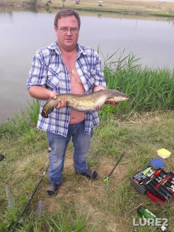 Wels catfish — Kizilovka, May 03, 2019
