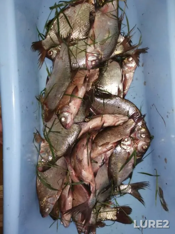 Bream — Novotroitskoye, Jun 15, 2019