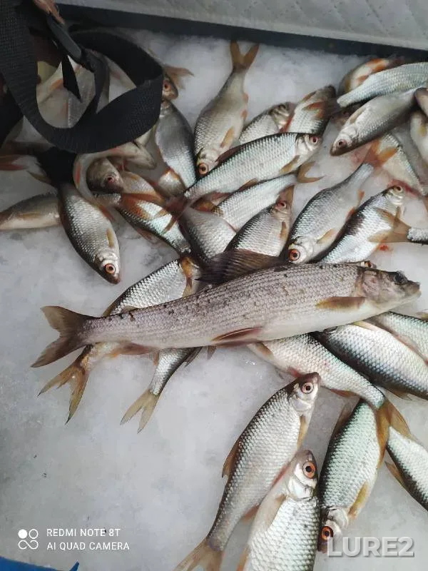 Roach — Suples, Jan 07, 2021