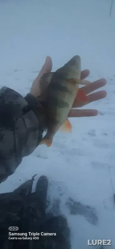 Perch — Permskiy kray, Nov 21, 2023