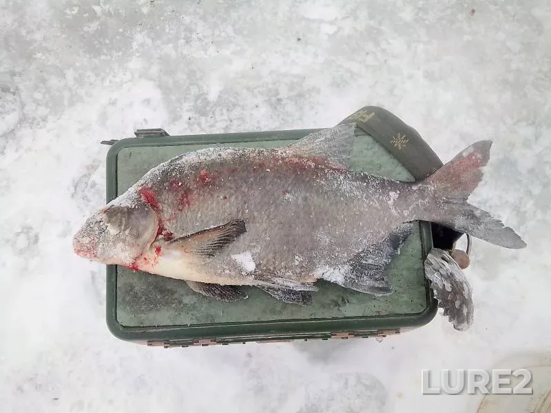 Bream — Desna, Dec 16, 2018