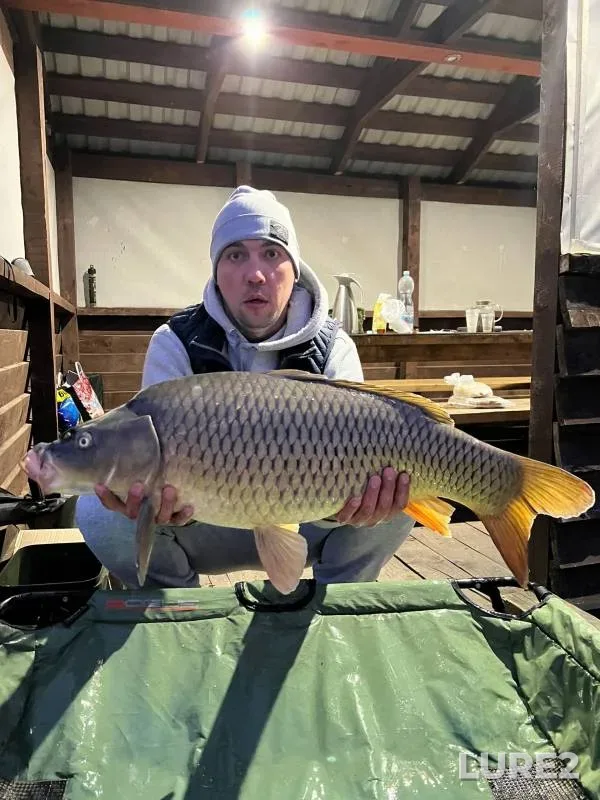 Carp — Smolenskaya oblast, Apr 23, 2023