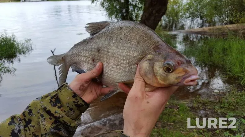 Bream — Volkhov, Aug 28, 2017