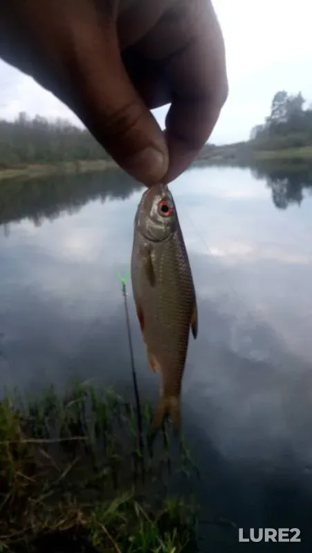 Bream, Roach — Dzvіna / Daugava / Zapadnaya Dvina, May 06, 2020