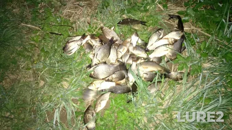 Crucian carp — Rayskoye, May 10, 2020