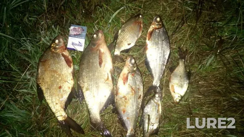 Bream, White bream — Lubnya, Jul 30, 2020