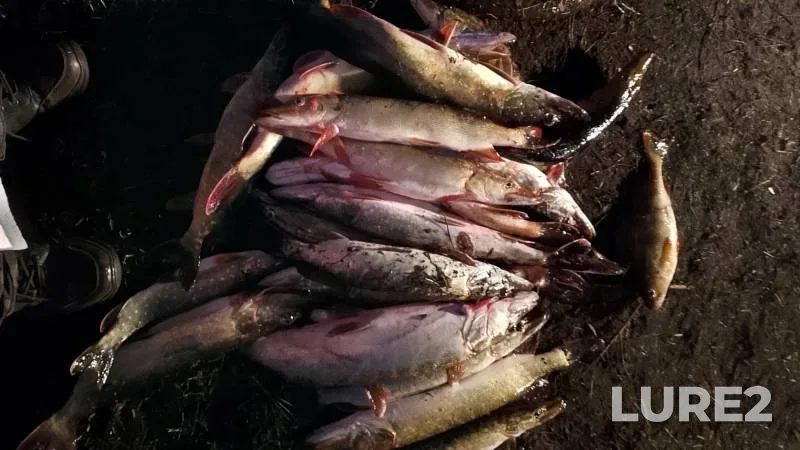 Perch, Pike — Smolenskaya oblast, Nov 09, 2024