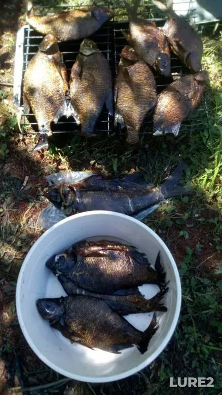 Bream — Pyardomlya, Jul 10, 2017