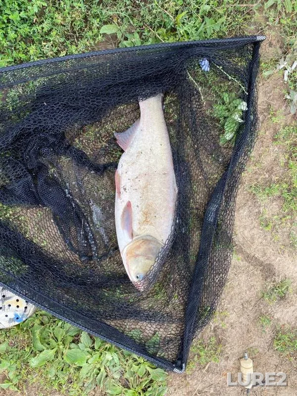 Carp — Saratovskaya oblast, Aug 25, 2023