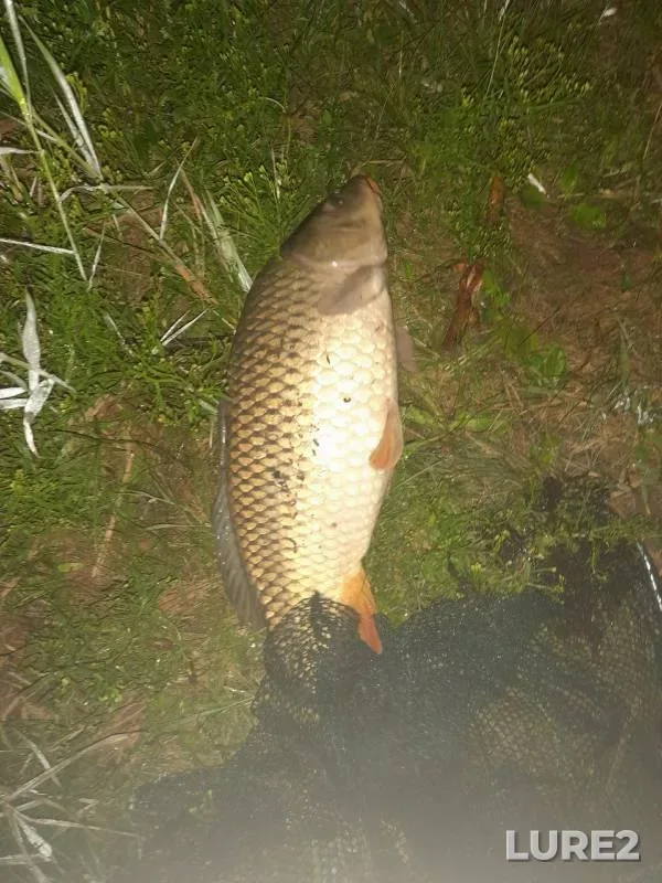 Carp — Saratovskaya oblast, Aug 26, 2023