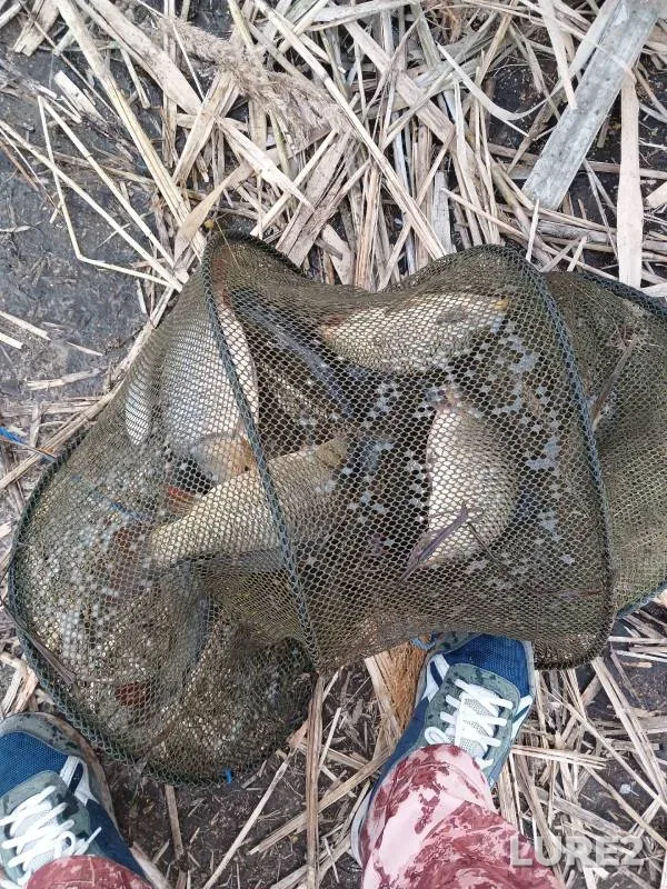 Carp — Saratovskaya oblast, Apr 14, 2024