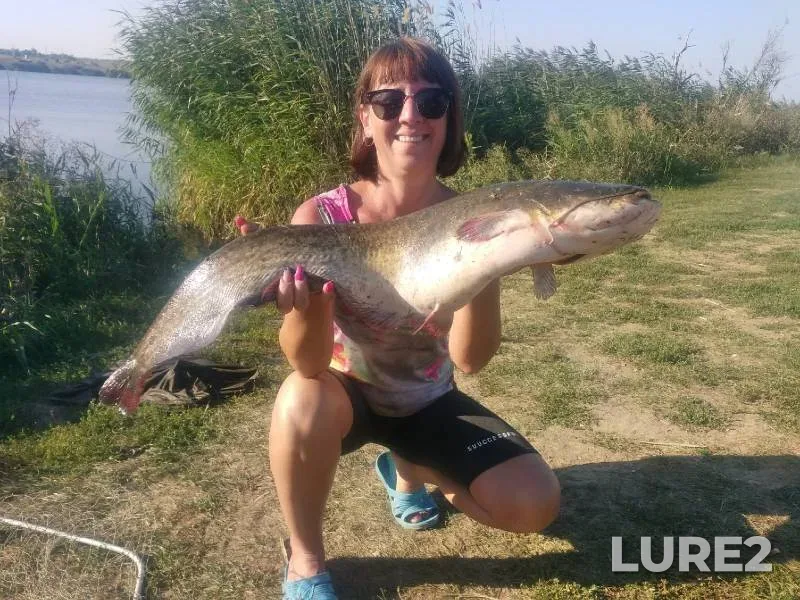 Wels catfish — Saratovskaya oblast, Mar 08, 2023