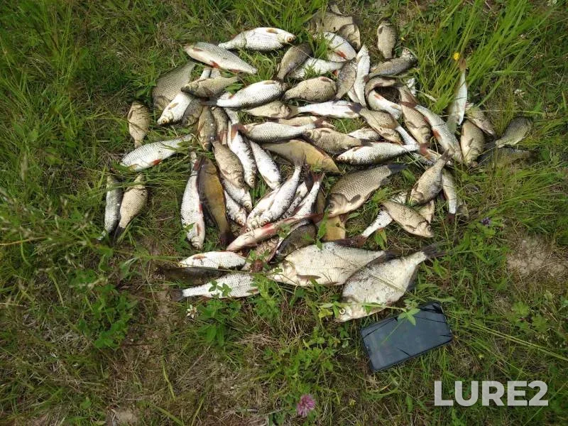 Bream, Carp — Volozhba, Aug 22, 2019