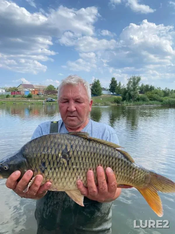 Carp — Saratovskaya oblast, Jul 02, 2024