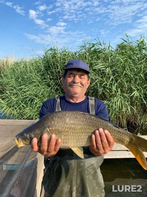 Carp — Saratovskaya oblast, Jul 05, 2024