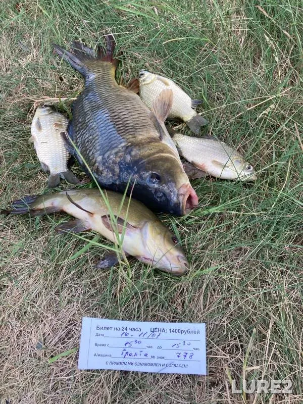 Carp, Crucian carp — Saratovskaya oblast, Jul 11, 2024