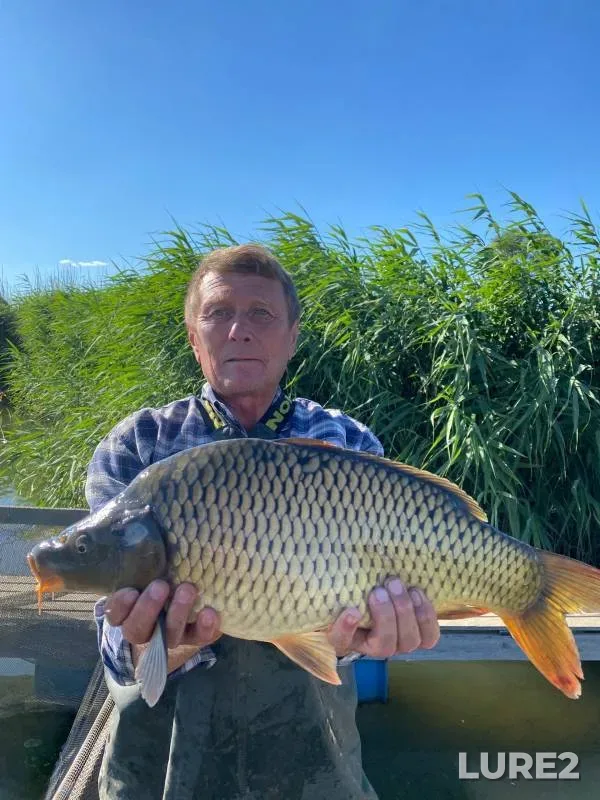 Carp — Saratovskaya oblast, Jul 12, 2024
