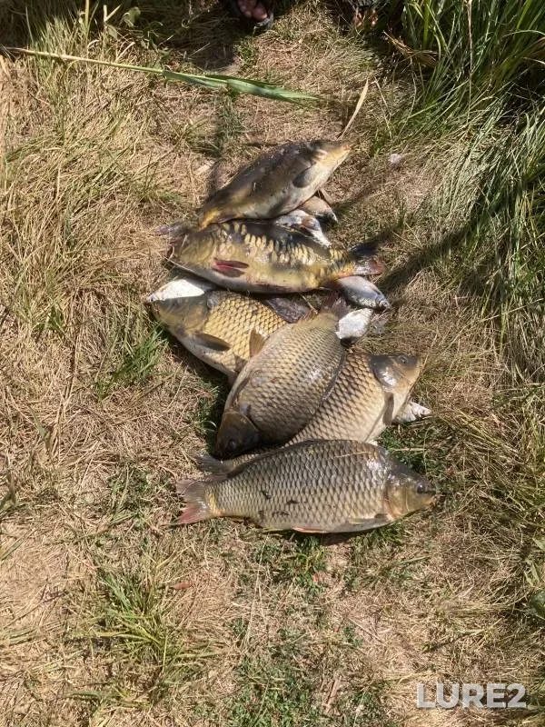 Carp, White bream — Saratovskaya oblast, Aug 04, 2024
