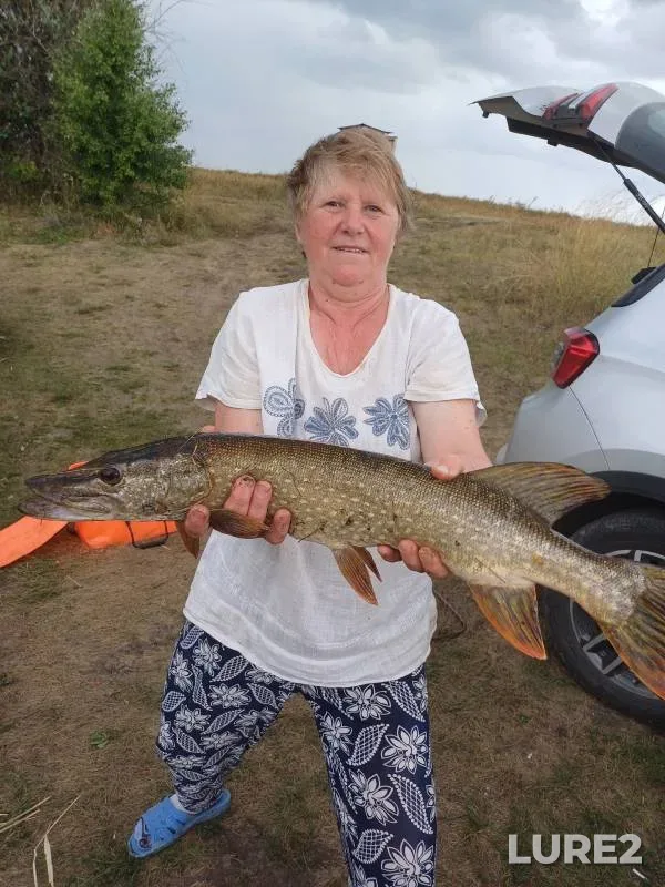 Pike — Saratovskaya oblast, Aug 08, 2024