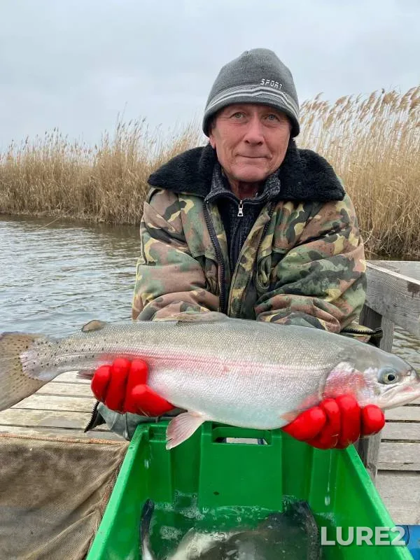 Rainbow trout — Saratovskaya oblast, Nov 14, 2024