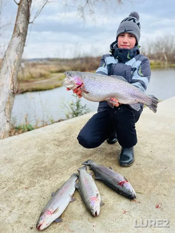 Rainbow trout — Saratovskaya oblast, Voskresenskiy rayon, Nov 01, 2024