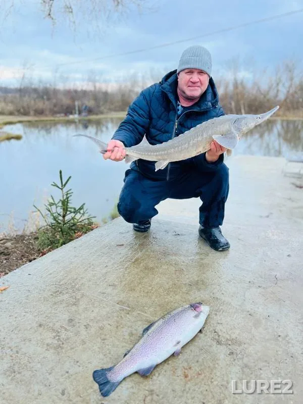Rainbow trout — Saratovskaya oblast, Voskresenskiy rayon, Nov 08, 2024