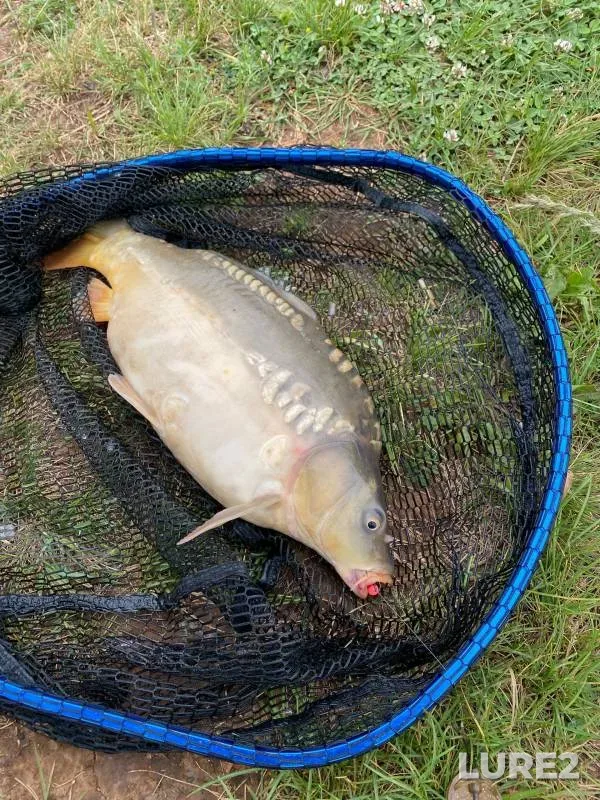 Carp, Crucian carp — Samarskaya oblast, Jun 16, 2023