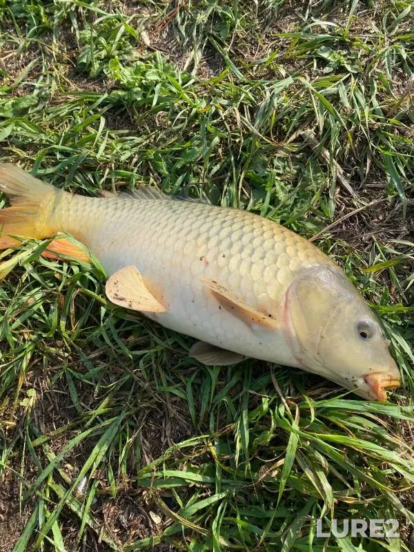 Carp — Samarskaya oblast, Jul 27, 2023